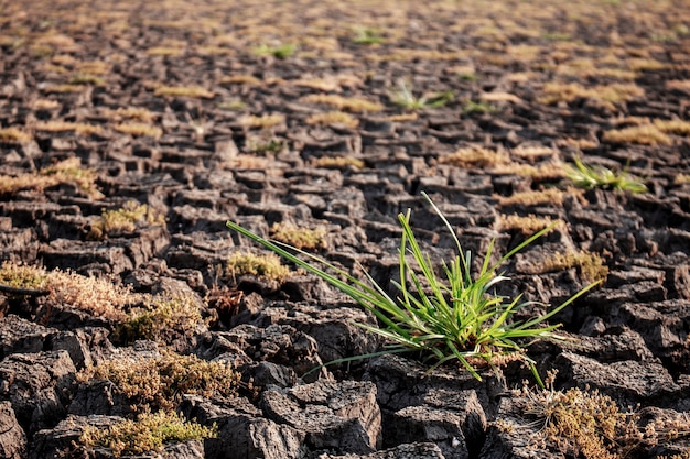 Gras in der Landschaft.