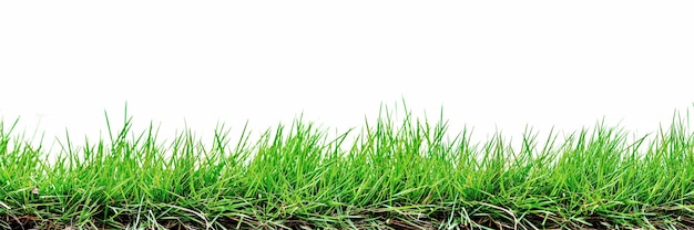 Gras isoliert auf weißem Hintergrund