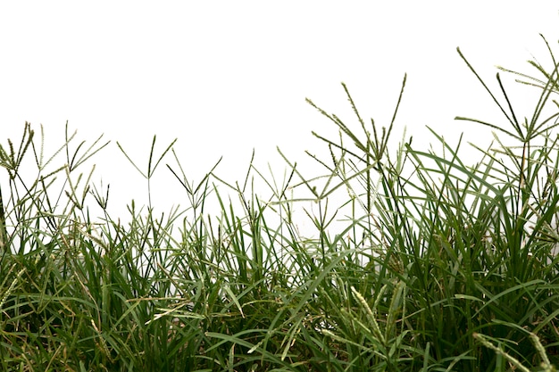 Gras isoliert auf weißem Hintergrund.