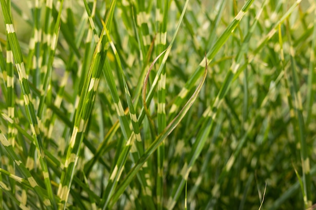 Gras Miscanthus Strictus Nahaufnahme