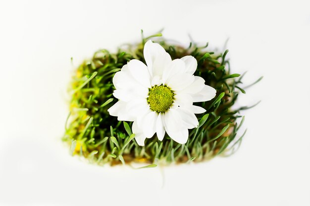 Gras mit Gänseblümchen auf weißem Hintergrund