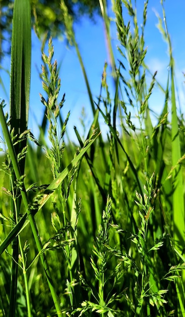 Gras mit Makrofokus Himmel