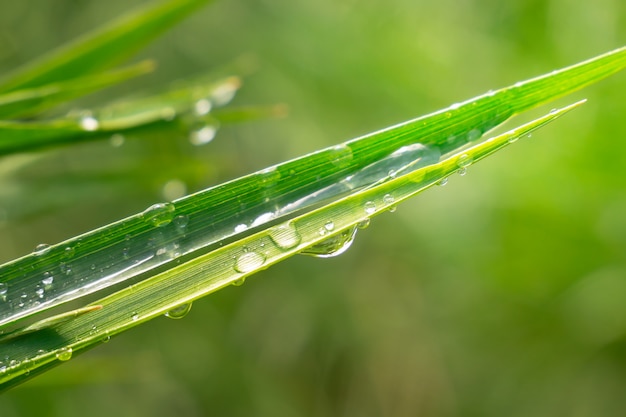 Gras mit Regentropfen, Sommer in der Natur