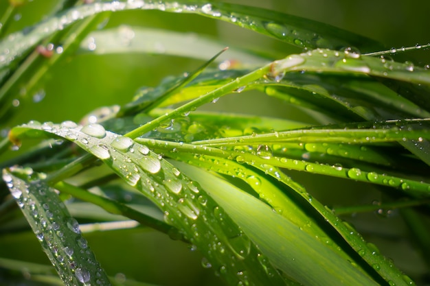 Gras mit Regentropfen, Sommer in der Natur