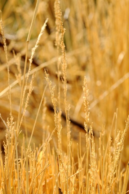 Gras mit schönen Blumen