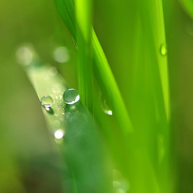 Gras mit Wassertropfen