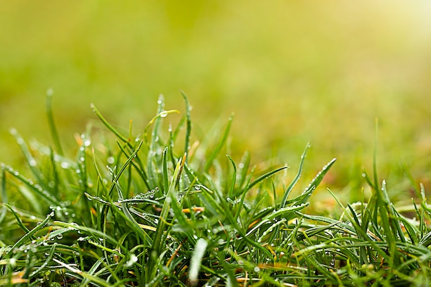 Gras mit Wassertropfen