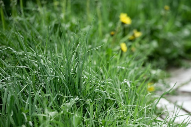 Gras nach Regennahaufnahme