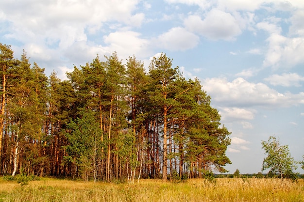 Gras Tal im Wald im Sommer