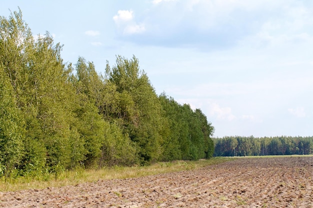 Gras Tal im Wald im Sommer