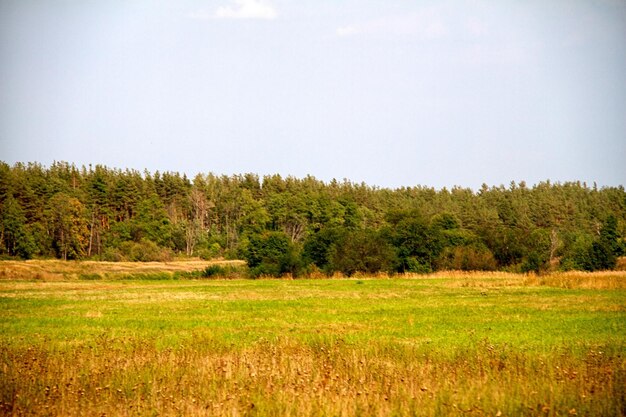 Gras Tal im Wald im Sommer