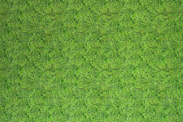 Gras Textur Hintergrund 3D Render