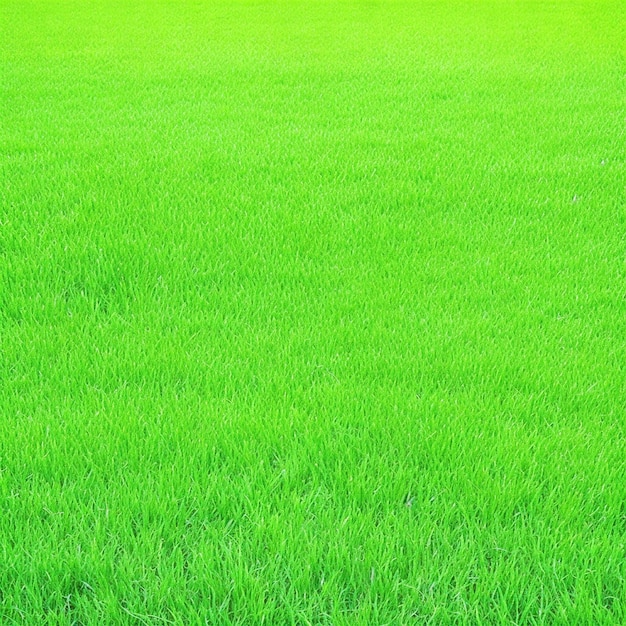 Gras Textur Hintergrund