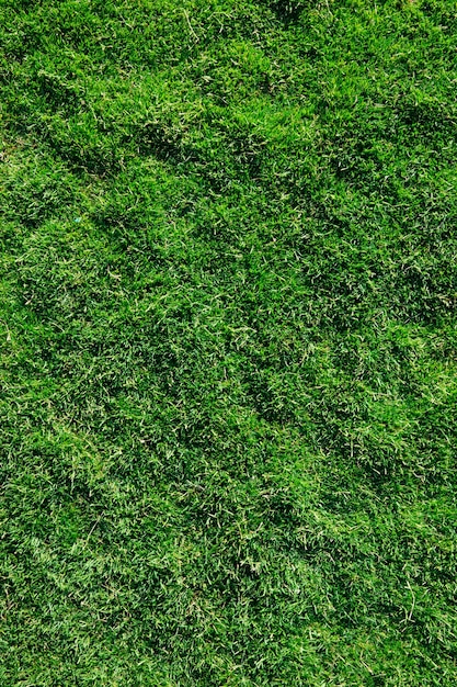 Gras Textur von einem Feld