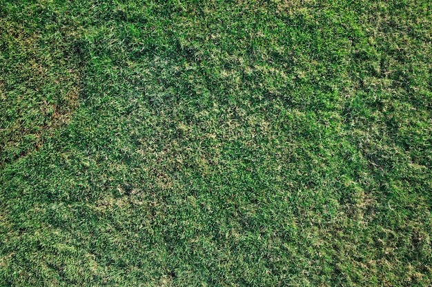 Gras Textur von einem Feld