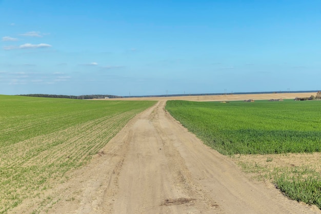 Gras und andere Pflanzen wachsen auf einem Feld mit einem Feldweg