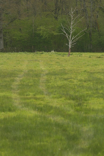 Gras und Bäume im Park