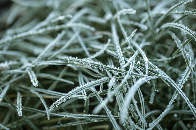 Gras und Blätter wurden am frühen, kalten Morgen im Licht der aufgehenden Sonne mit Morgenfrost gefroren.