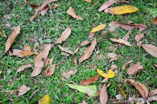 Gras- und Blatthintergrund auf Boden im Garten