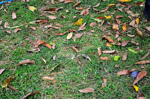 Gras- und Blatthintergrund auf Boden im Garten