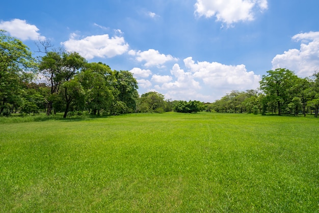 Gras und grüne Bäume im schönen Park unter dem blauen Himmel