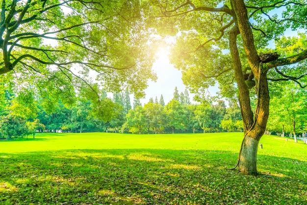 Gras und grünes Holz im Park