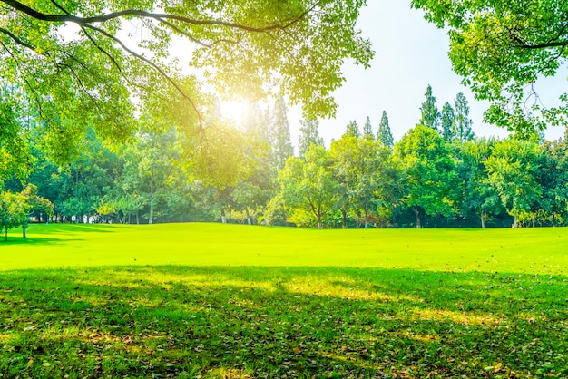 Gras und grünes Holz im Park