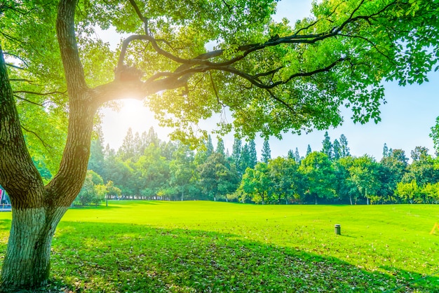 Gras und grünes Holz im Park