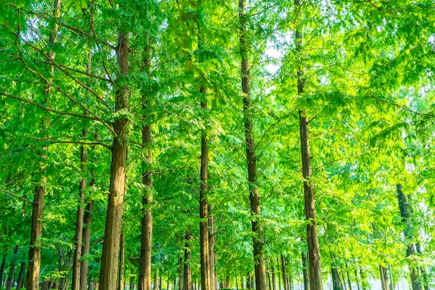 Gras und grünes Holz im Park