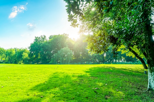 Gras und grünes Holz im Park