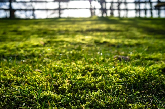 Gras und Moos mit Tautropfen in der Morgensonne im Hinterhof