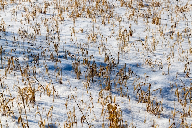 Gras und Schnee im Winter, Schnee, der während eines Schneefalls und trockenem Gras fiel, Schneefall im Winter und weißer, flauschiger, kalter Schnee und Gras