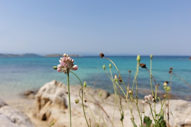 Gras und Wildblumen vor dem Hintergrund einer blauen Meereslagune Schöner Sommerhintergrund