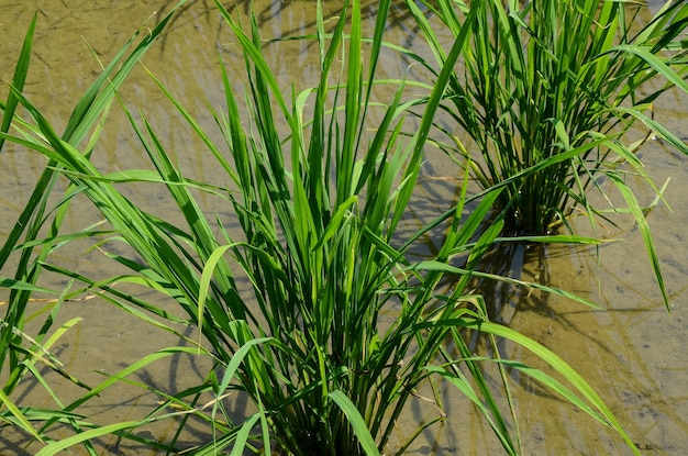 Gras-Unkraut-Feld