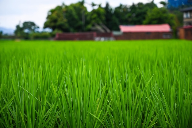 Gras-Unkraut-Feld