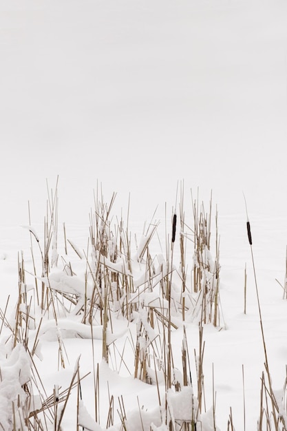 Gras unter Schnee Minimale Naturlandschaft