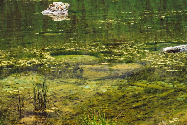 Gras wachsen im ruhigen Trinkwasserabschluß auf. Unterseite des sumpfigen Stauwassers von Gebirgssee mit Steinen. Bäume spiegeln sich in einer idealen glatten Wasseroberfläche wider. Grüner atmosphärischer natürlicher Hintergrund von Hochländern.