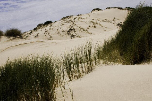 Foto gras wächst am sandstrand gegen den himmel