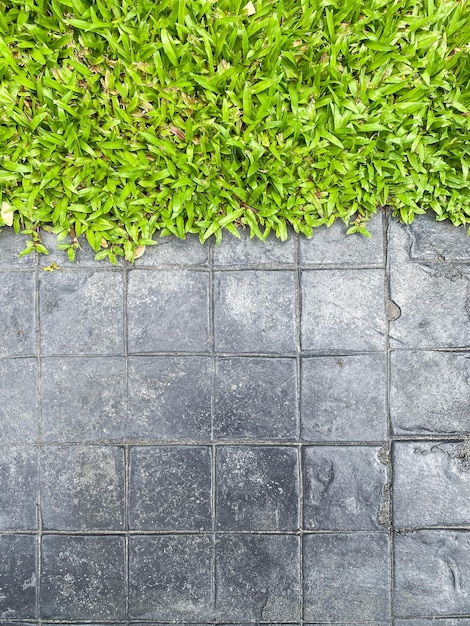 Gras wächst auf Betonmauer als Hintergrund