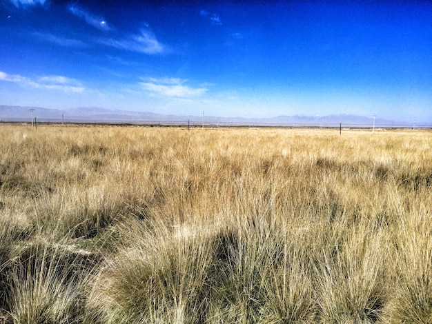 Foto gras wächst auf dem feld gegen den blauen himmel