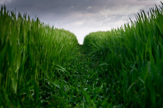 Gras wächst auf dem Feld gegen einen bewölkten Himmel