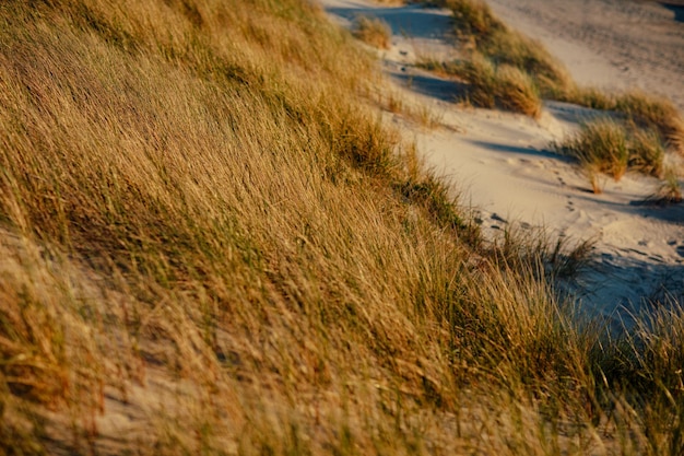 Gras wächst auf Felddünen am Meer