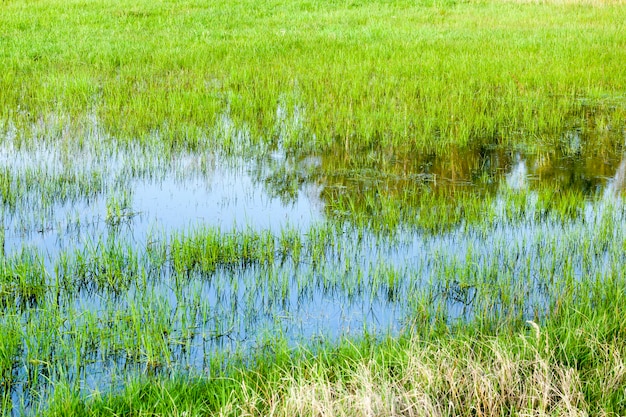 Gras wächst im Wasser in der Nähe eines kleinen Sumpfes, Nahaufnahme im Frühjahr oder Sommer