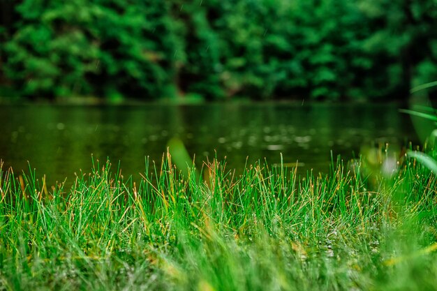 Gras wächst vor dem natürlichen Hintergrund des Sees