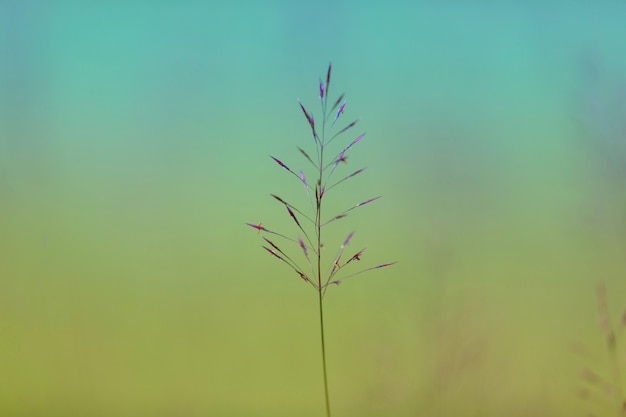 Grasartige Blumen am Hintergrund der natürlichen Farbunschärfe