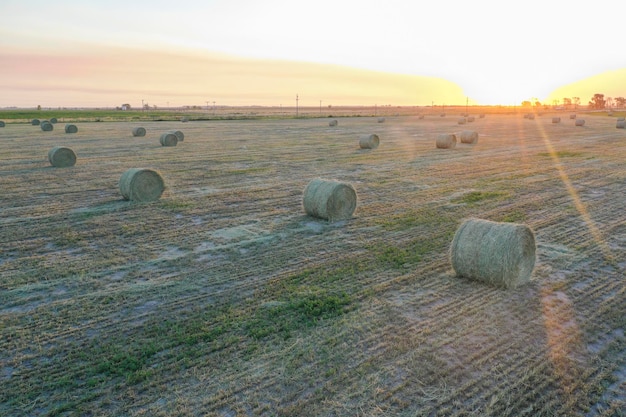 Foto grasballen in der pampa-landschaft der provinz buenos aires argentinien