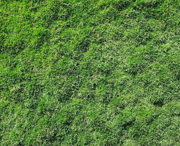 Grasbeschaffenheit von einem Feld