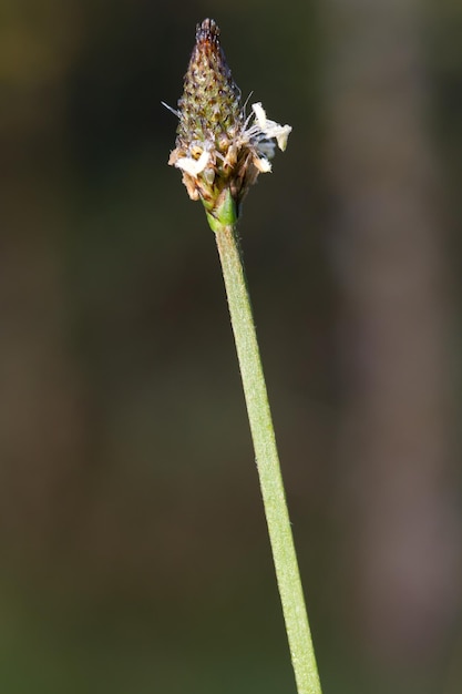 Grasblüte