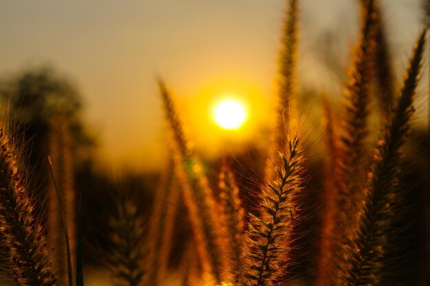 Grasblume auf Sonnenunterganghintergrund