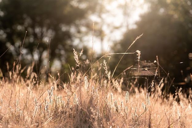 Grasblume, die morgens Sonnenlicht reflektierte.